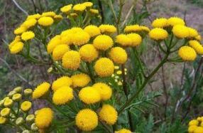 Enem από Tansy