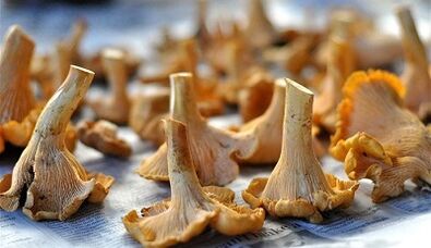 Μανιτάρια Chanterelles για να αφαιρέσετε τα παράσιτα από το σώμα