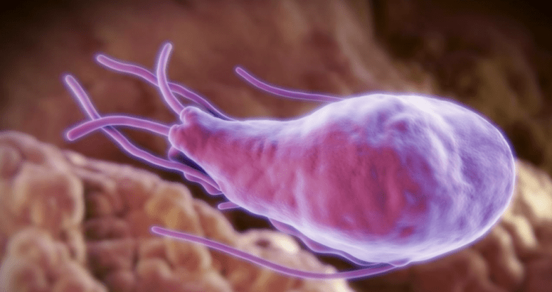 Alveococcus και echinococcus