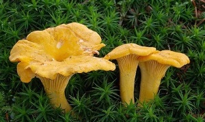 chanterelles κατά των παρασίτων στο ανθρώπινο σώμα