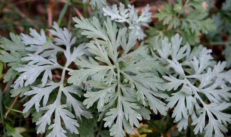 wormwood για την απομάκρυνση των παρασίτων από το σώμα