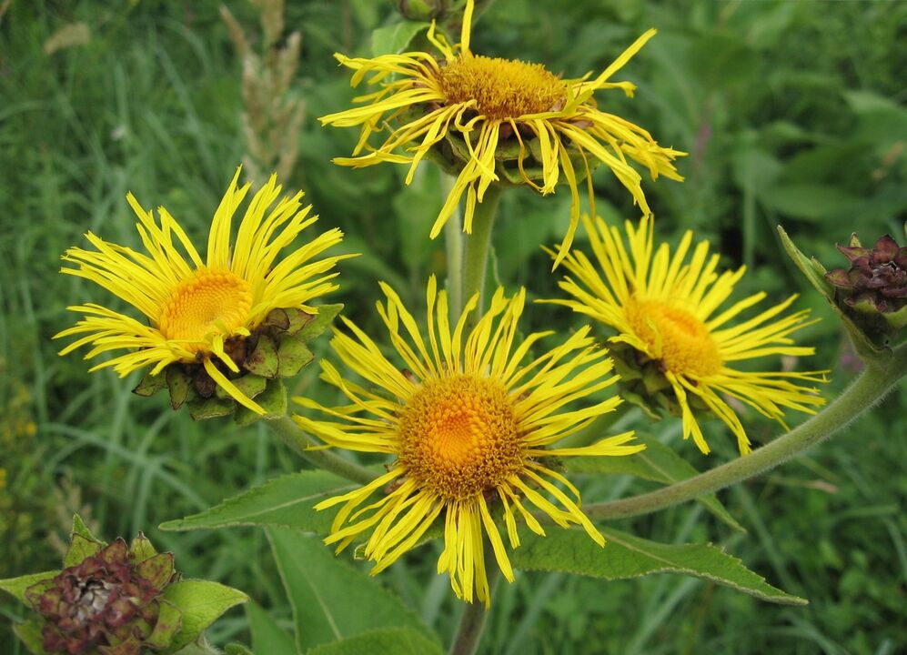 elecampane κατά των παρασίτων