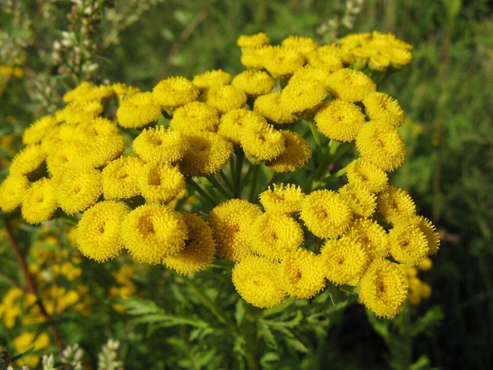 tansy κατά των παρασίτων